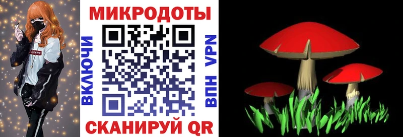Псилоцибиновые грибы прущие грибы  Мурино 